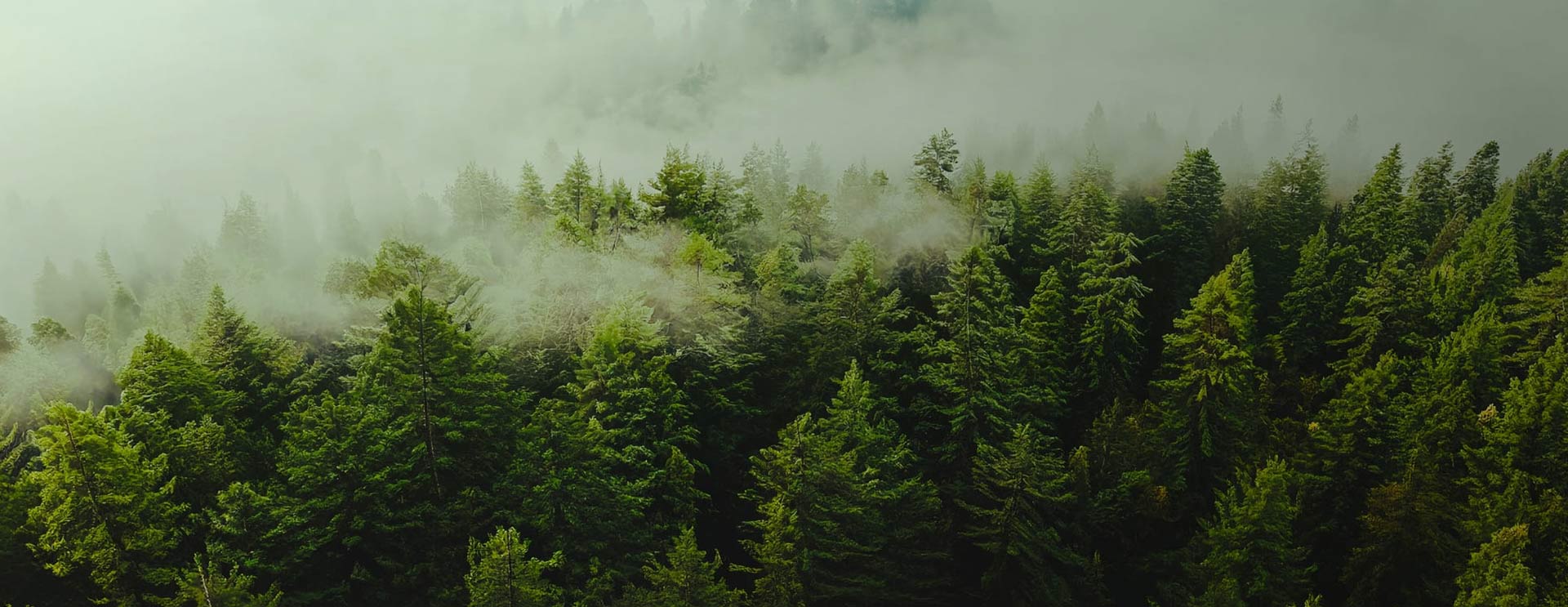 Nantong Sufang rhoncus Co, Ltd.